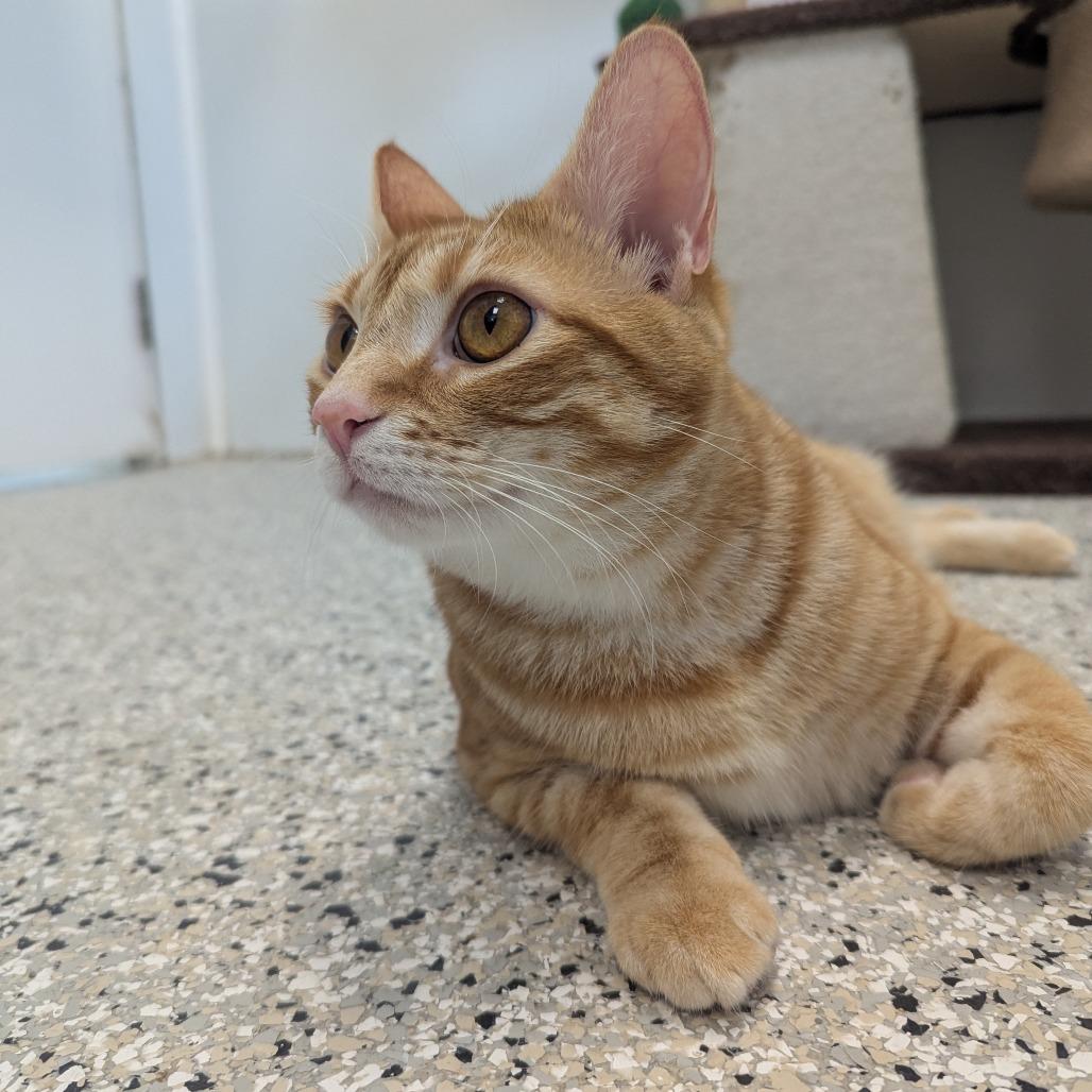 Enlarge Butterscotch, a Adoptable Domestic Short Hair in Winchester, TN image 2/4