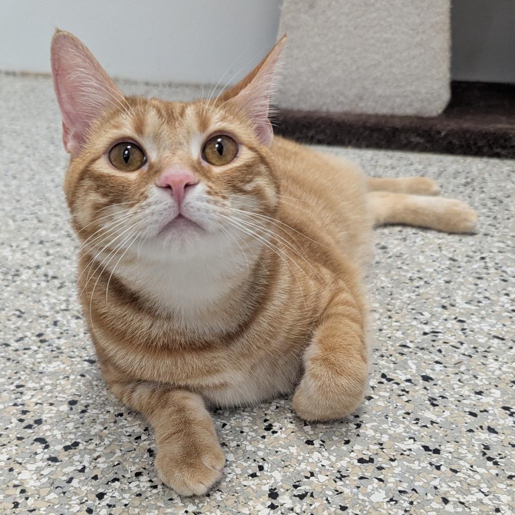 Enlarge Butterscotch, a Adoptable Domestic Short Hair in Winchester, TN image 3/4