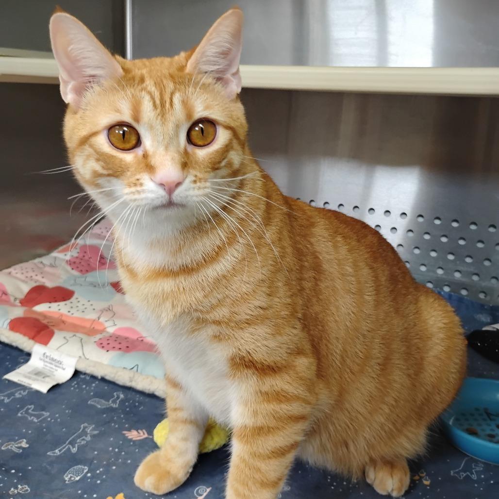 Enlarge Butterscotch, a Adoptable Domestic Short Hair in Winchester, TN image 1/1