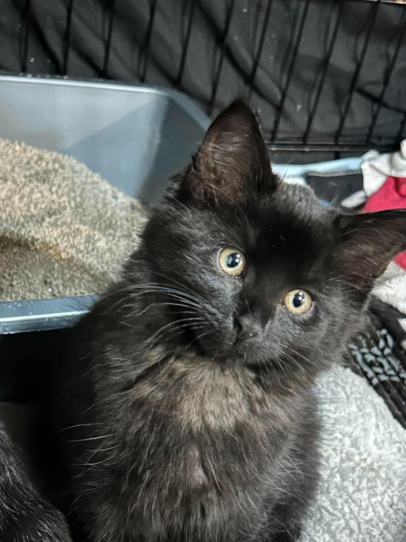 Enlarge Cocoa, a Adoptable Domestic Medium Hair in Brampton, ON image 2/2