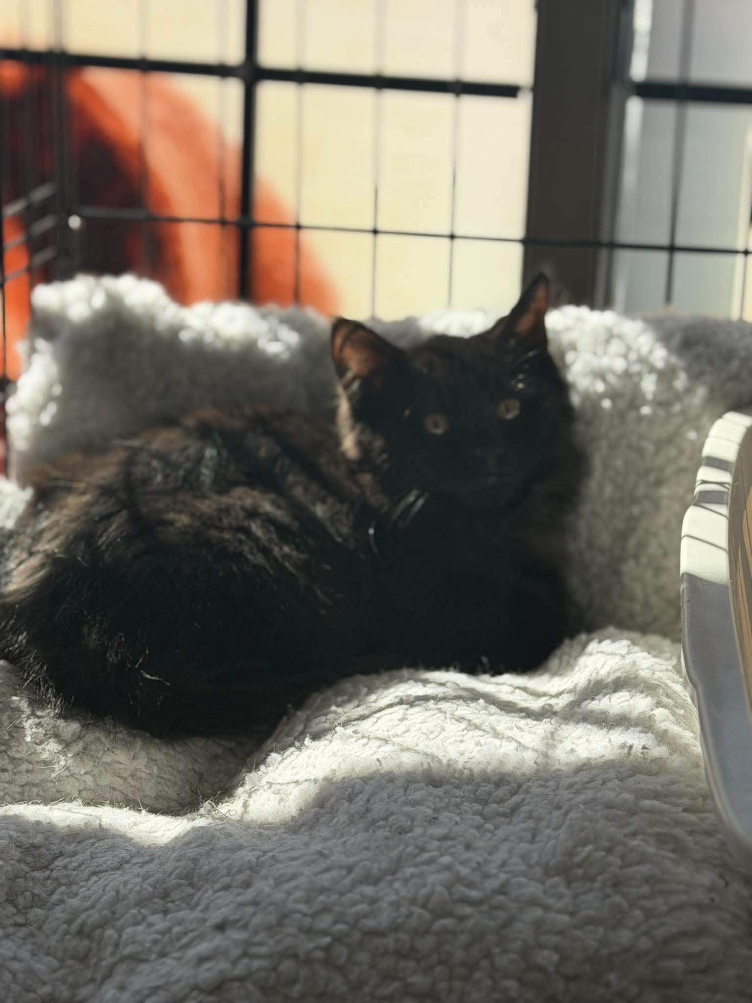 Enlarge Cocoa, a Adoptable Domestic Medium Hair in Brampton, ON image 1/2