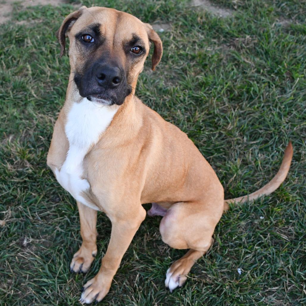 Draco, a Adoptable Boxer in Beaumont, TX image 1/6