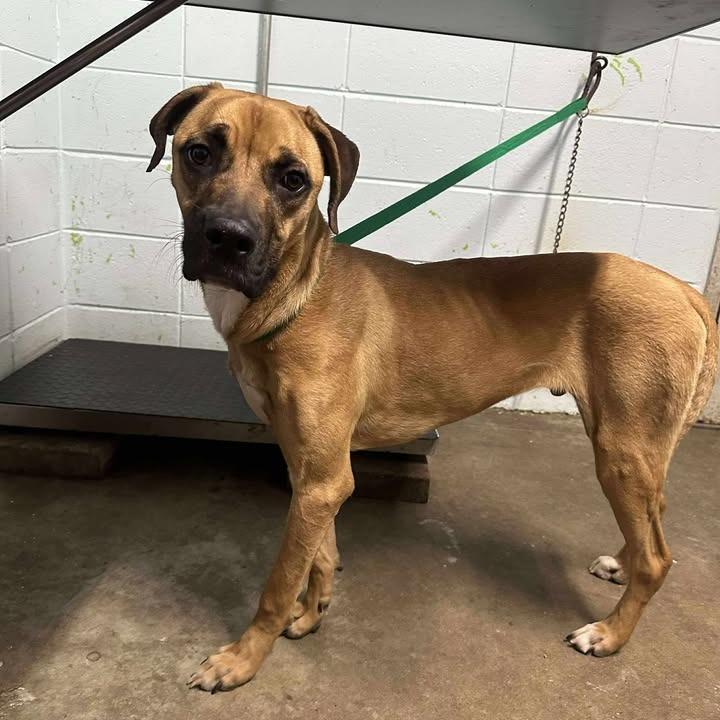 Draco, a Adoptable Boxer in Beaumont, TX image 2/6