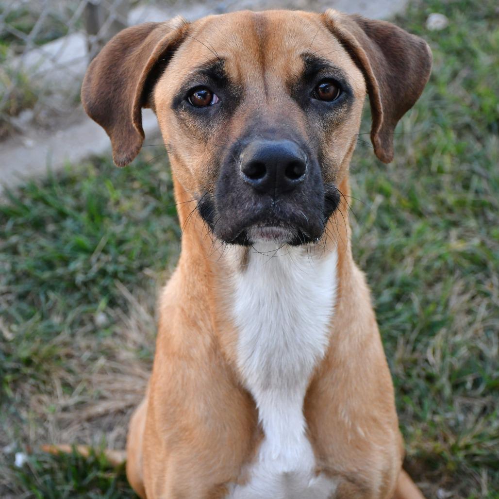 Draco, a Adoptable Boxer in Beaumont, TX image 3/6
