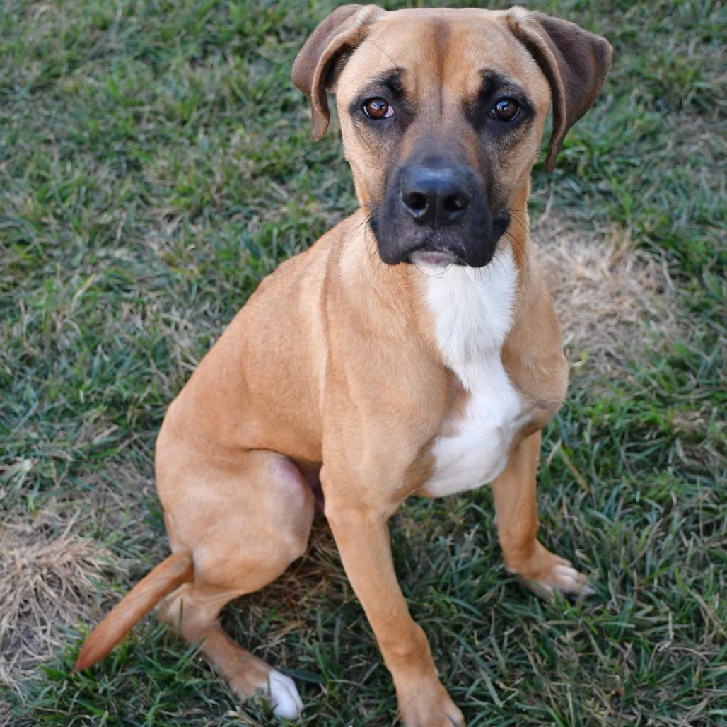 Draco, a Adoptable Boxer in Beaumont, TX image 5/6