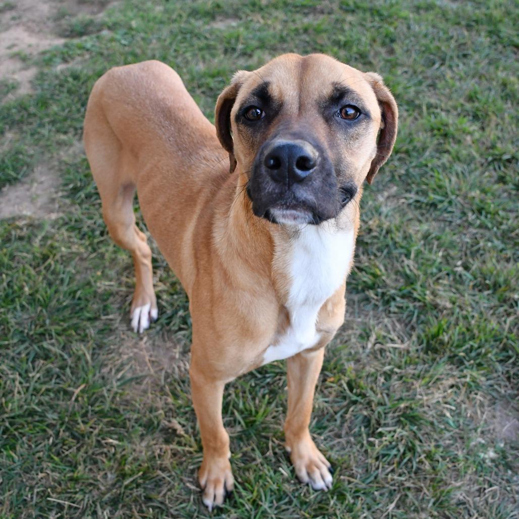 Draco, a Adoptable Boxer in Beaumont, TX image 6/6