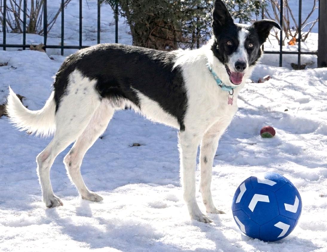 Cap, a hold mixed breed in Minneapolis, MN image 2/6