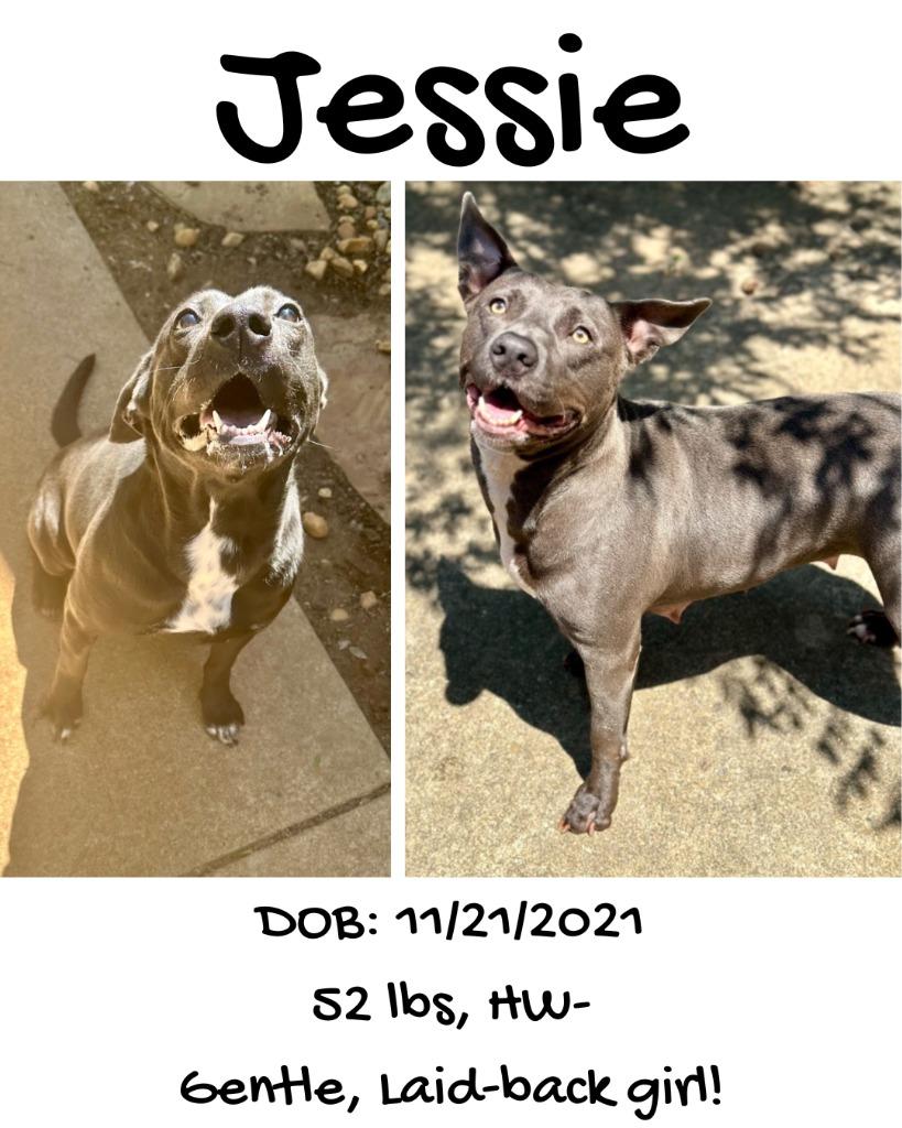 Enlarge Jessie, a Adoptable mixed breed in Albany, GA image 1/6