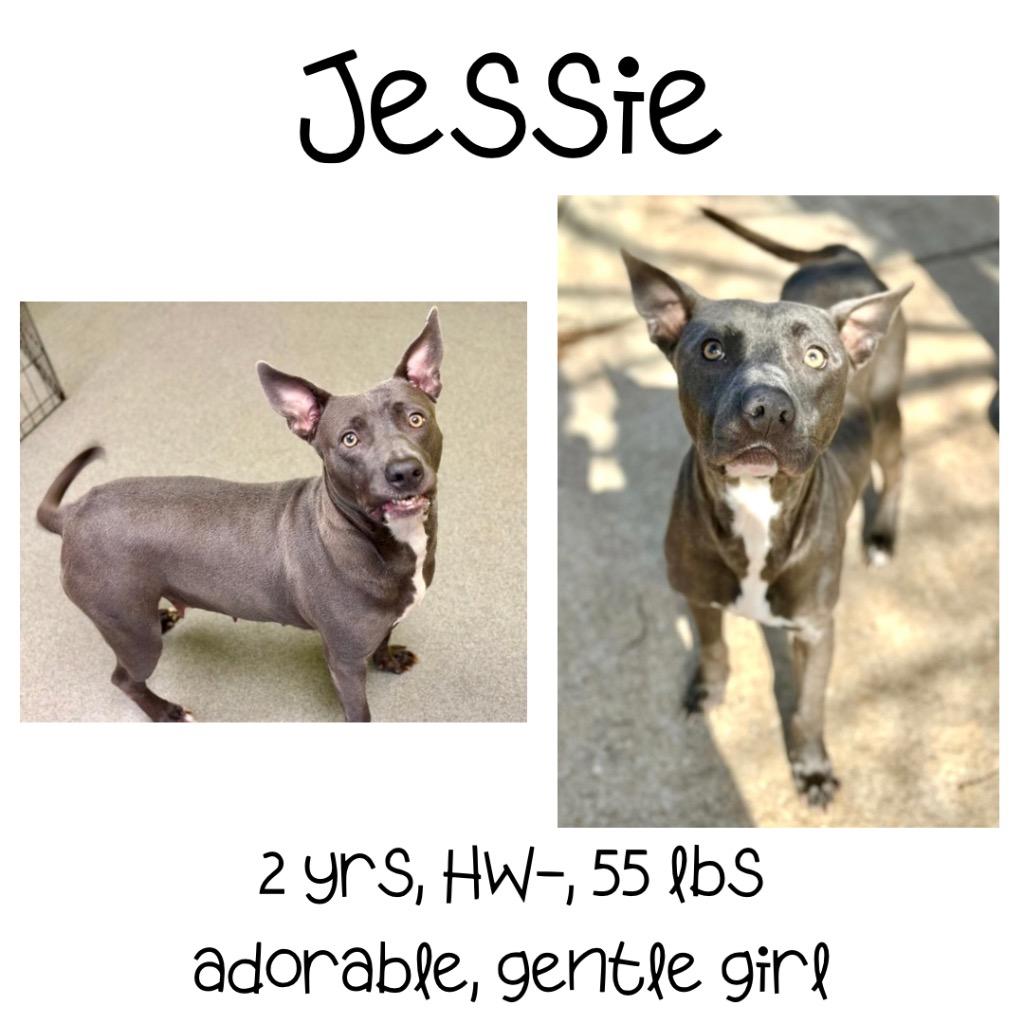 Jessie, Adoptable, Adult Female Mixed Breed.