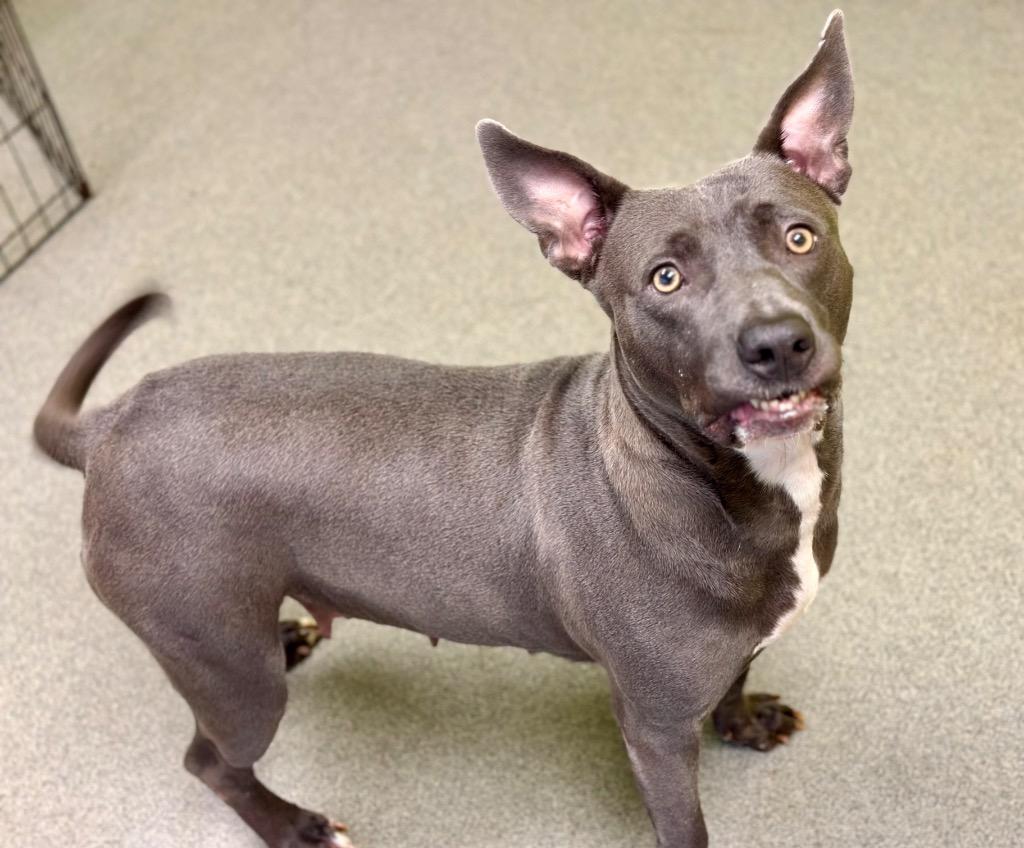 Enlarge Jessie, a Adoptable mixed breed in Albany, GA image 2/6