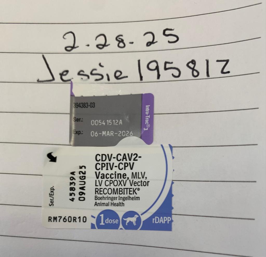 Enlarge Jessie, a Adoptable mixed breed in Albany, GA image 3/6