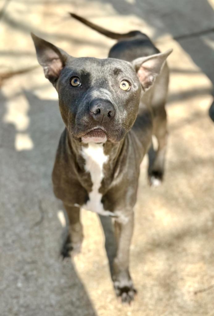 Enlarge Jessie, a Adoptable mixed breed in Albany, GA image 2/6