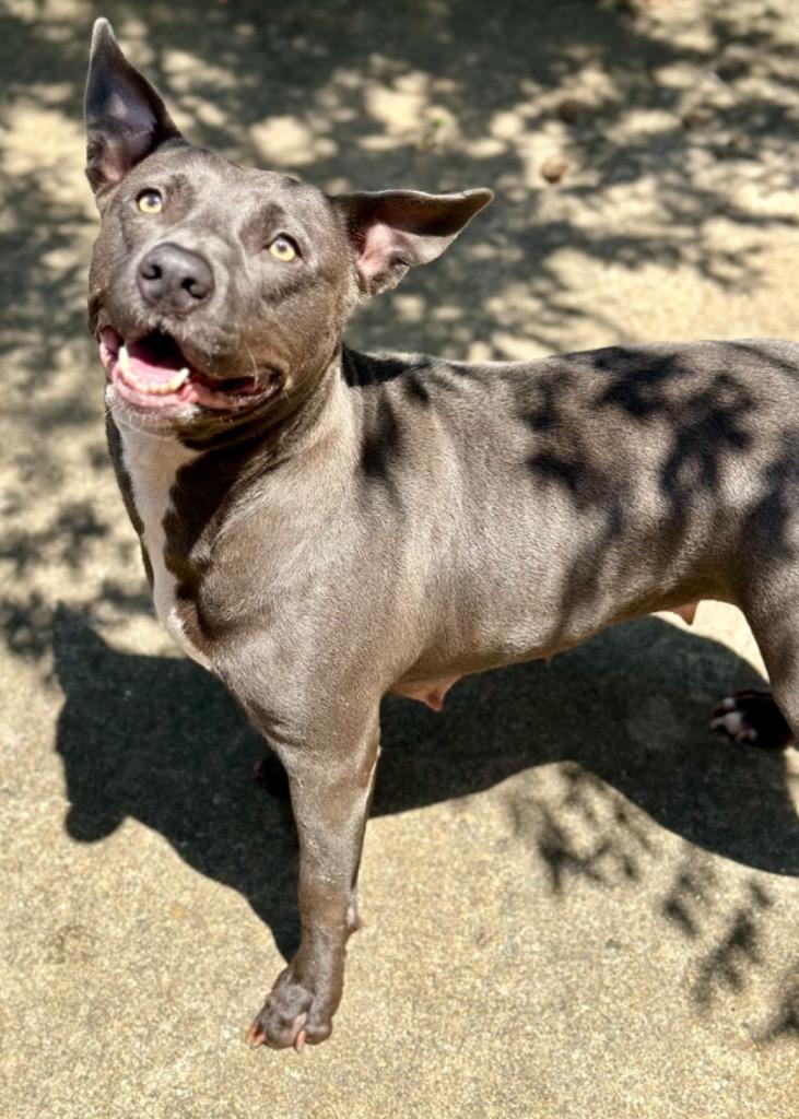 Enlarge Jessie, a Adoptable mixed breed in Albany, GA image 4/6