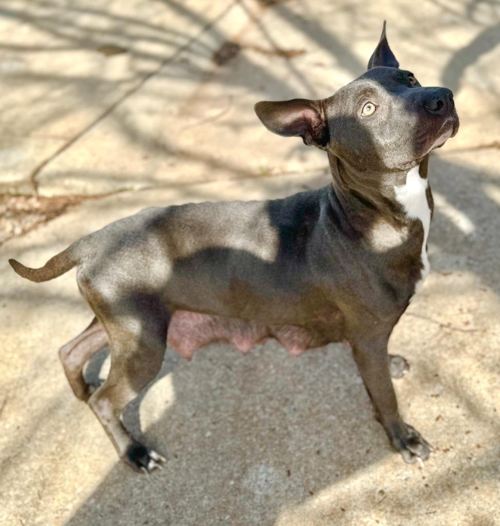 Enlarge Jessie, a Adoptable mixed breed in Albany, GA image 4/6