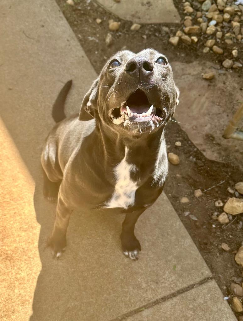 Enlarge Jessie, a Adoptable mixed breed in Albany, GA image 6/6