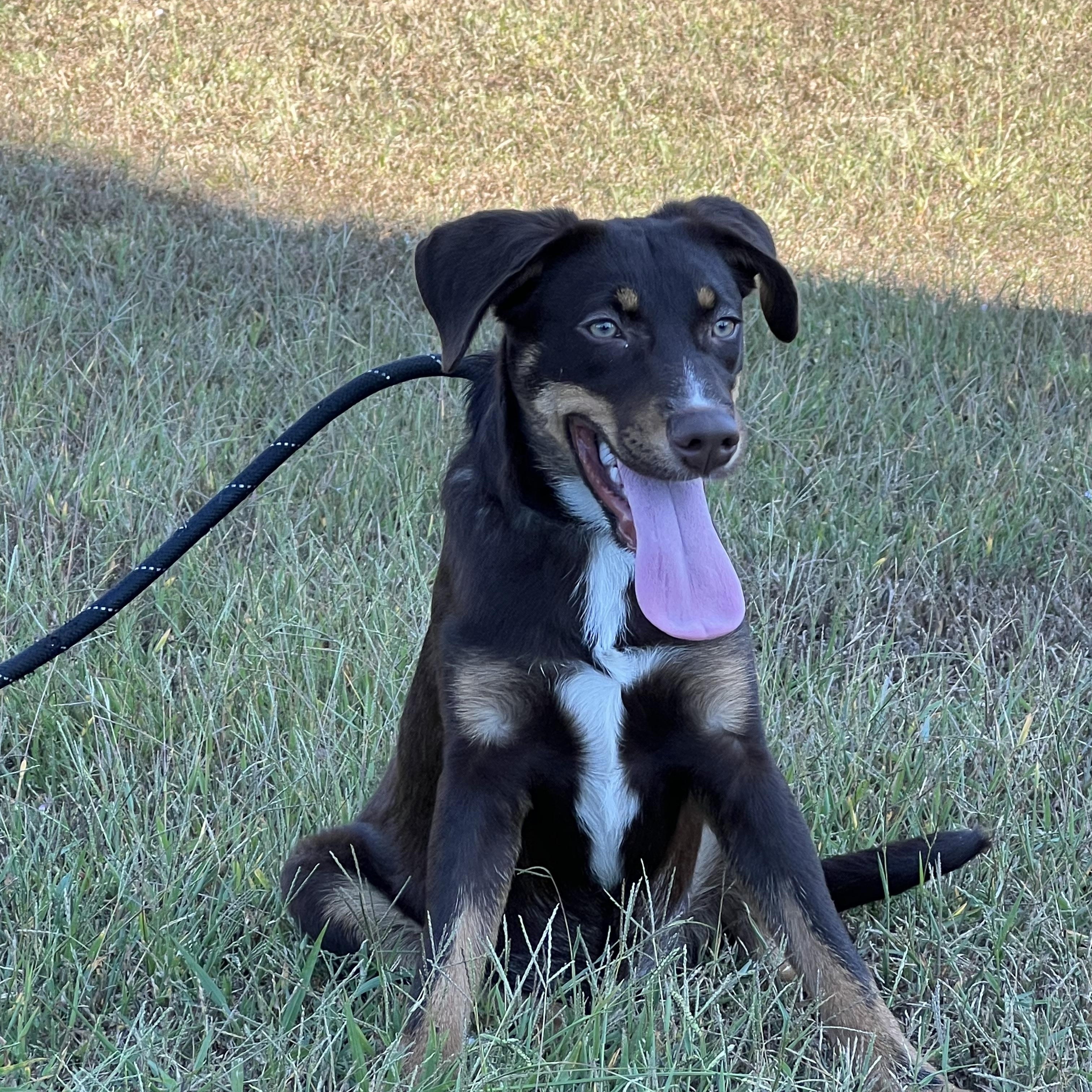 Enlarge Chicken Joe in NH. Come Meet our Adoptable Dogs Wednesday-Saturday. More info in Bio, a Adoptable mixed breed in Manchester, NH image 1/1