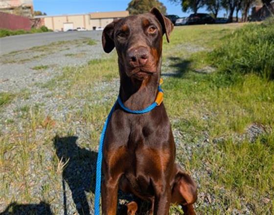 MEATBALL, Adoptable, Adult Male Doberman Pinscher.