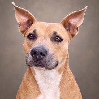 Amber, Adoptable, Adult Female Pit Bull Terrier.