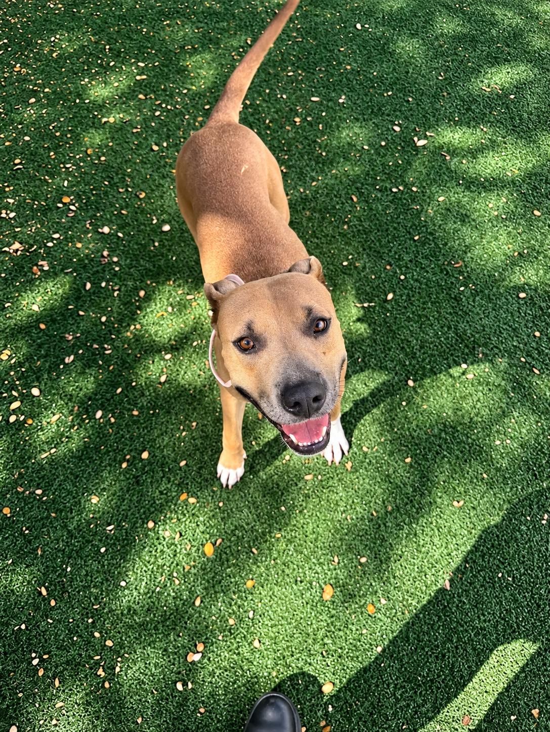 Enlarge Amber, a Adoptable mixed breed in Windcrest, TX image 6/6
