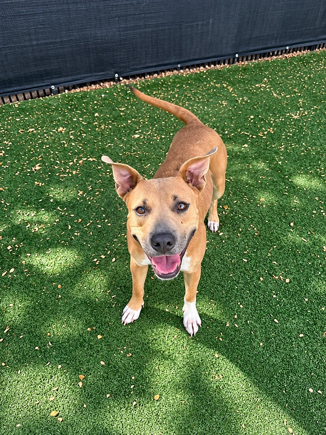 Enlarge Amber, a Adoptable mixed breed in Windcrest, TX image 3/6