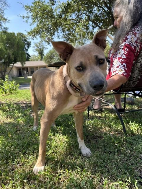 Enlarge Amber, a Adoptable mixed breed in Windcrest, TX image 2/6