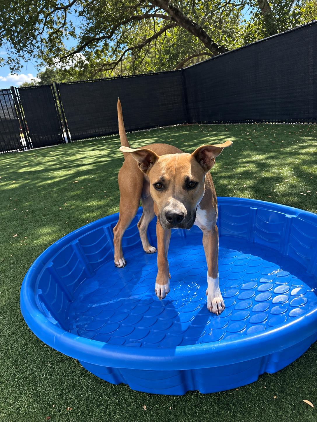 Enlarge Amber, a Adoptable mixed breed in Windcrest, TX image 5/6