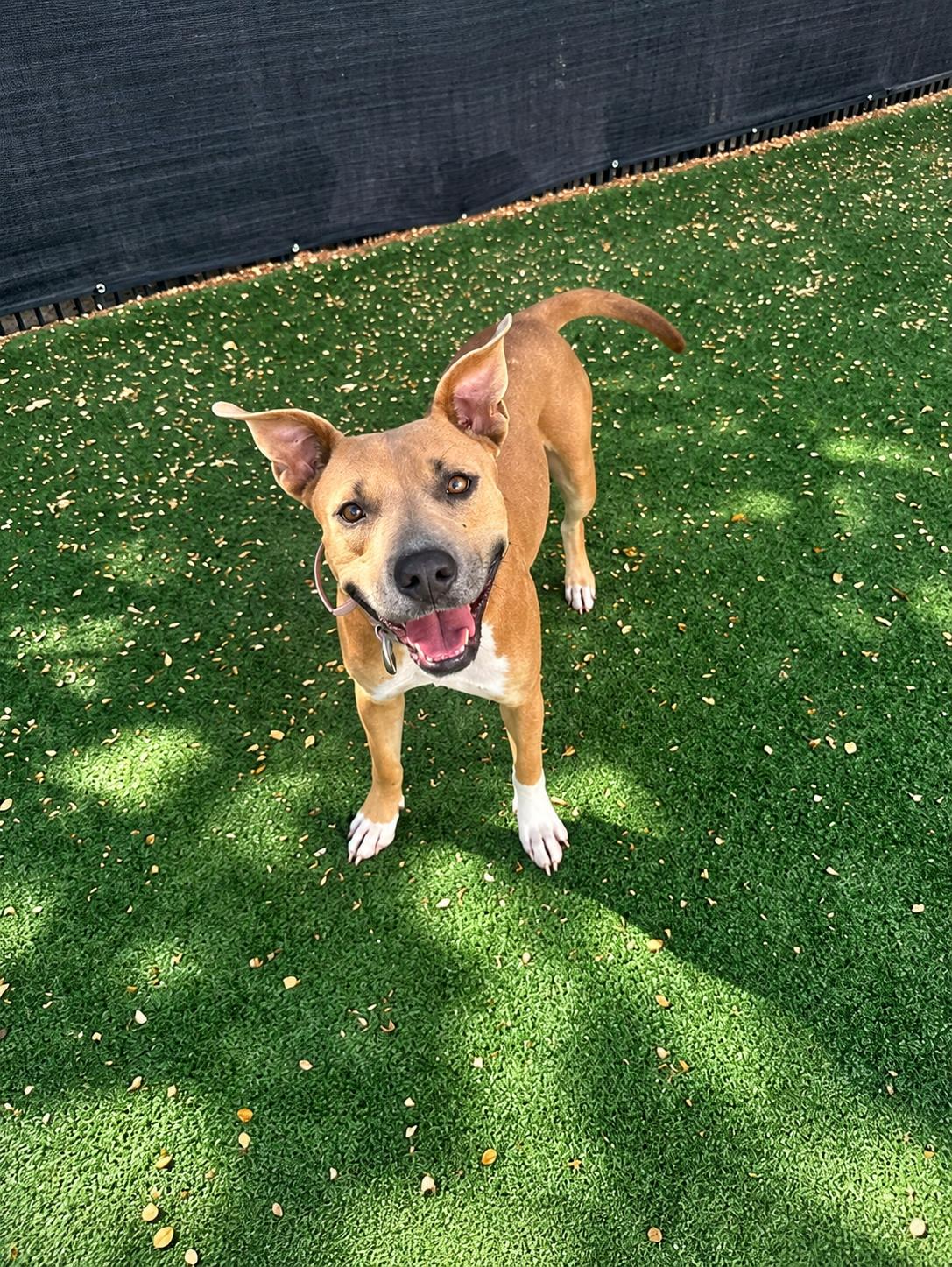 Enlarge Amber, a Adoptable mixed breed in Windcrest, TX image 4/6