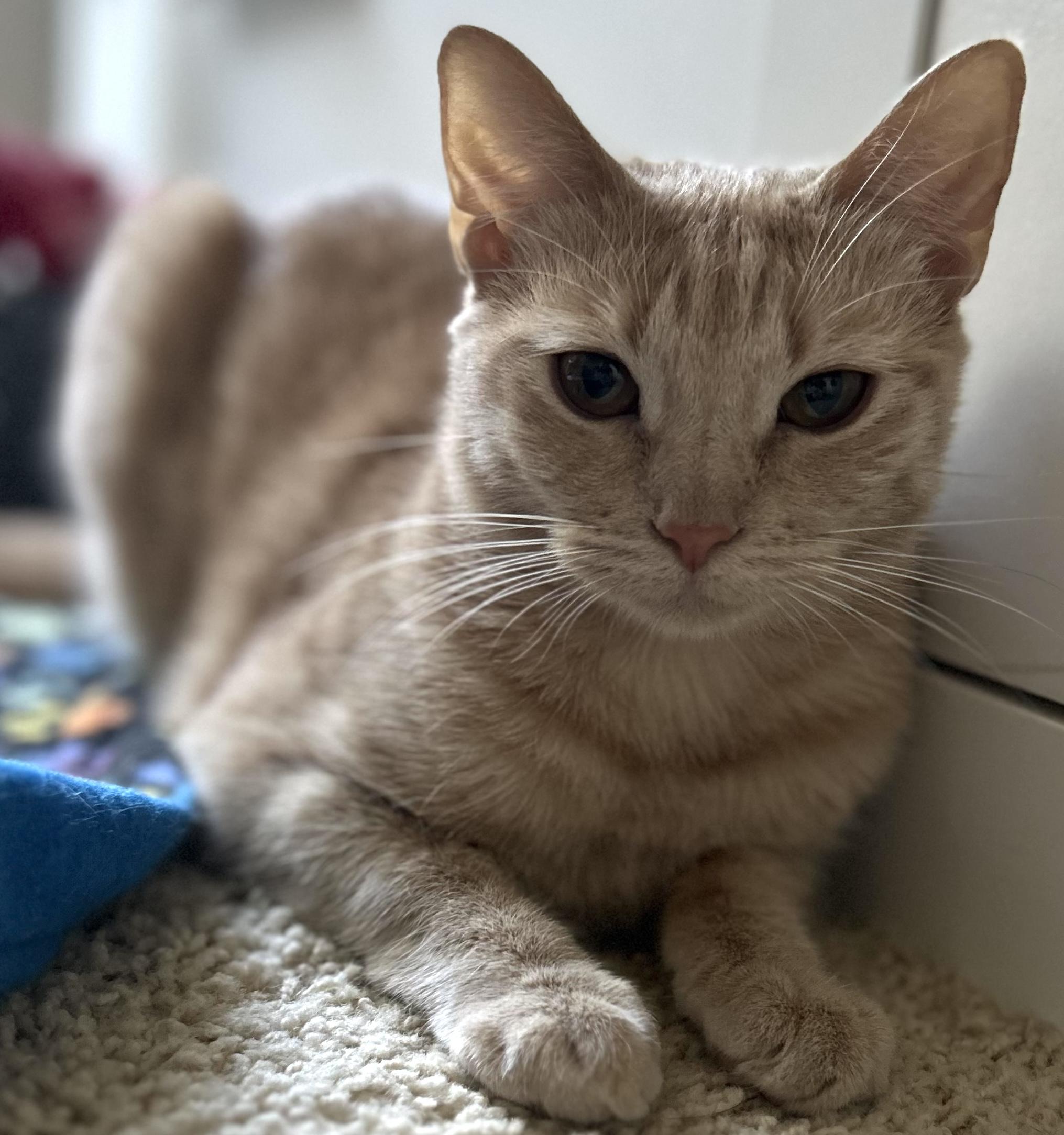 Enlarge Nala (Bonded with Tiger), an adopted Domestic Short Hair in Redmond, WA image 1/3