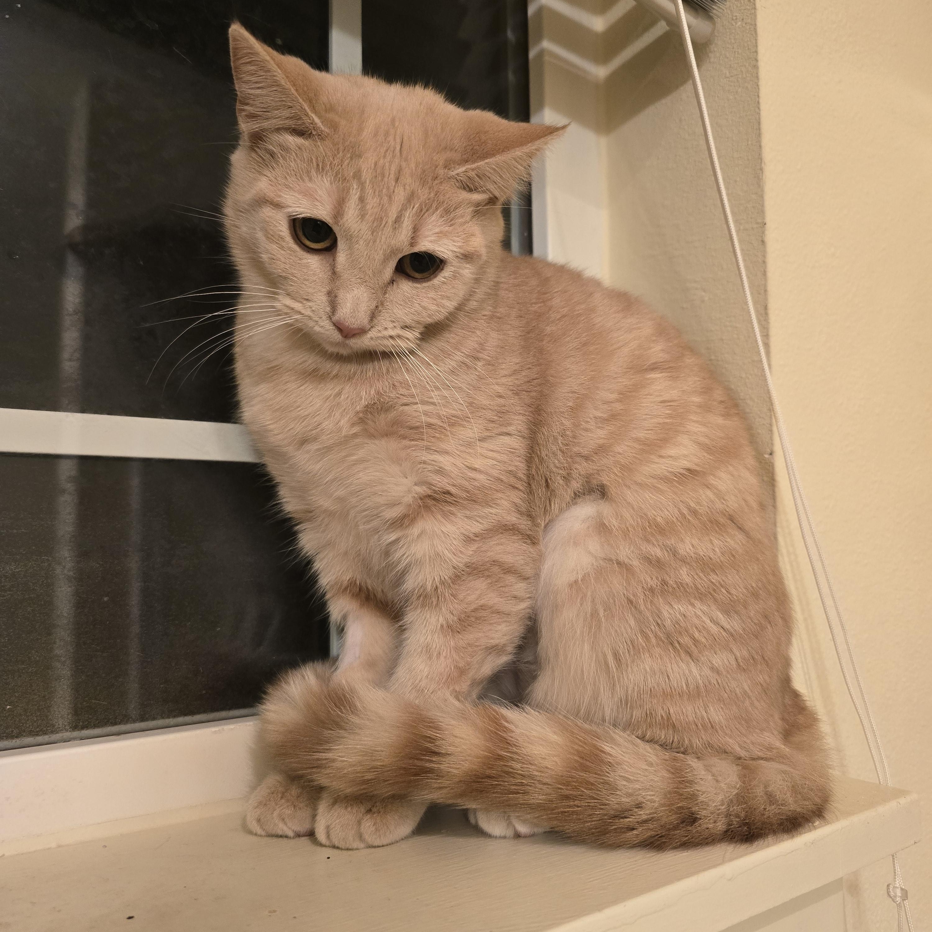 Enlarge Nala (Bonded with Tiger), an adopted Domestic Short Hair in Redmond, WA image 3/3