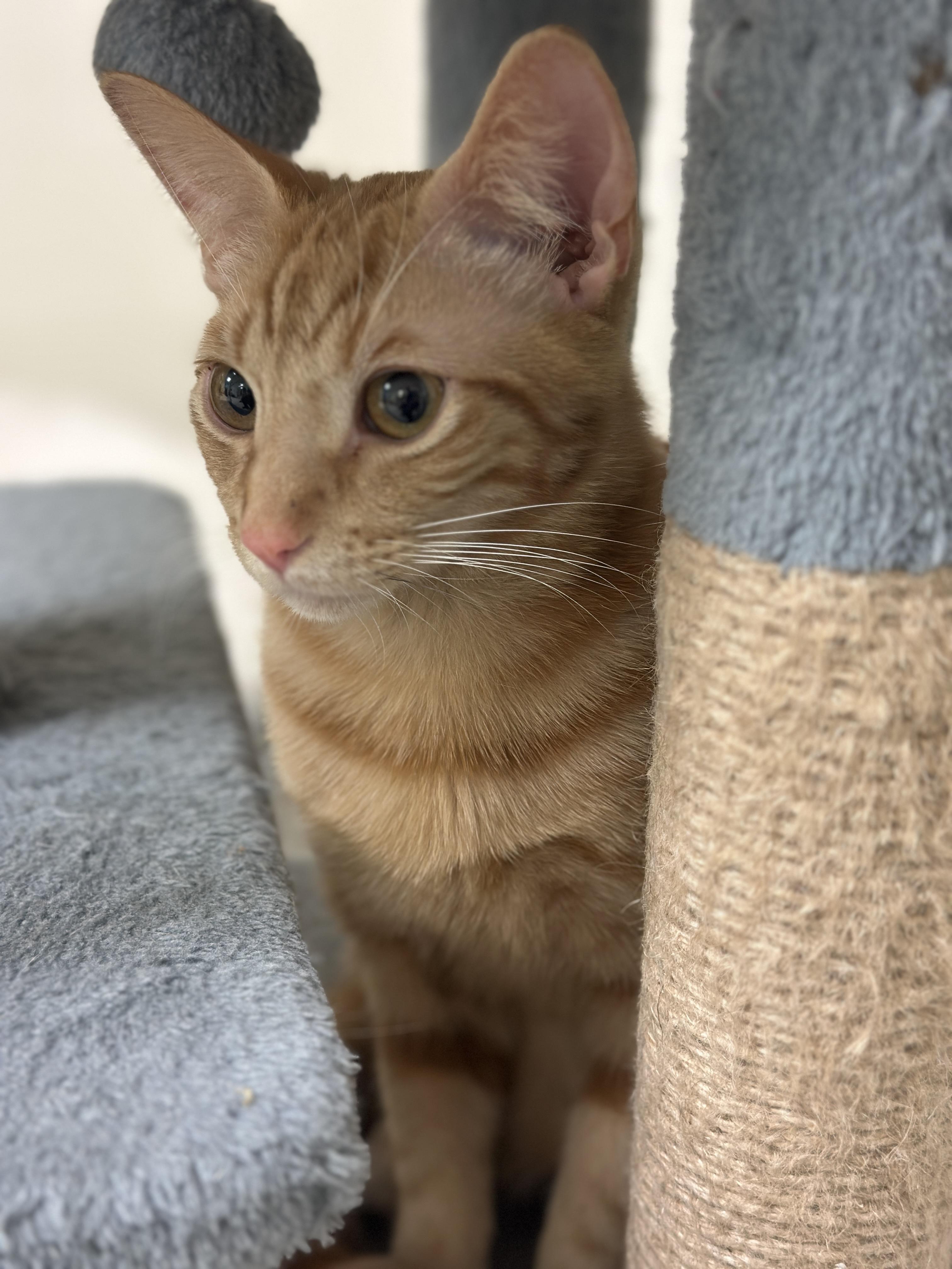 Enlarge Nala (Bonded with Tiger), an adopted Domestic Short Hair in Redmond, WA image 2/3