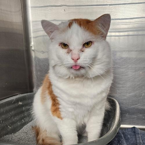 Cheeto, Adoptable, Senior Male Domestic Medium Hair.