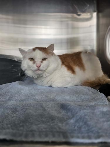 Enlarge Cheeto, a Adoptable Domestic Medium Hair in Webster, MA image 2/3