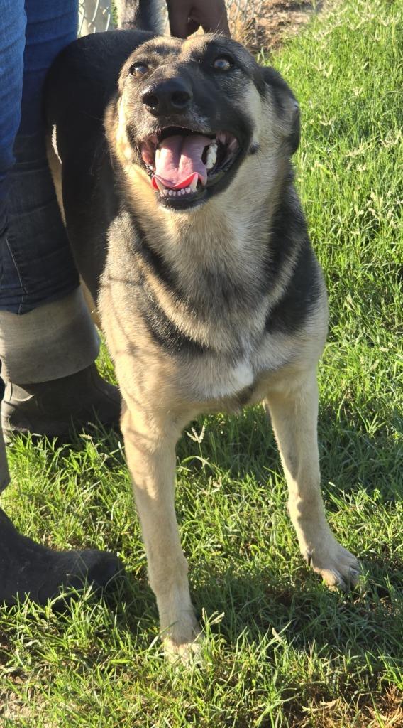 Enlarge Mia, a Adoptable German Shepherd Dog in Humble, TX image 1/1