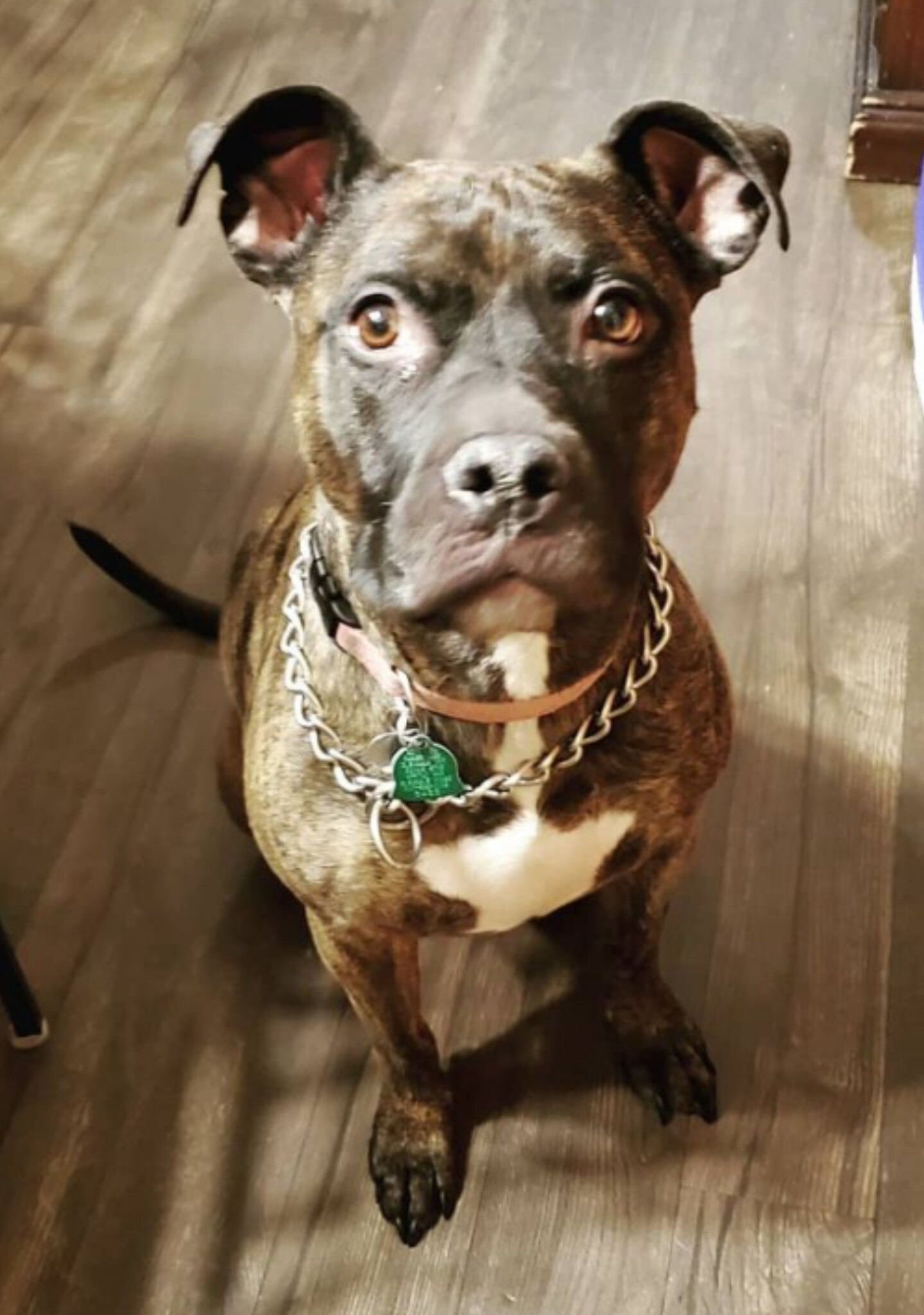 Andromeda , Adoptable, Adult Female Pit Bull Terrier.