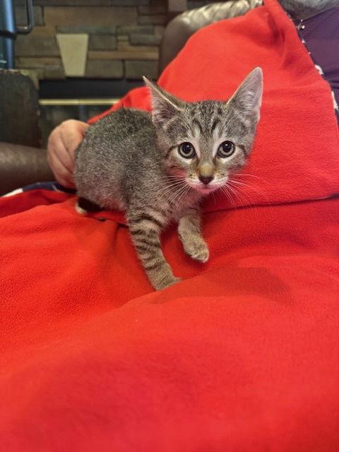 Kabocha (7731), Adoptable, Young Male Domestic Short Hair.