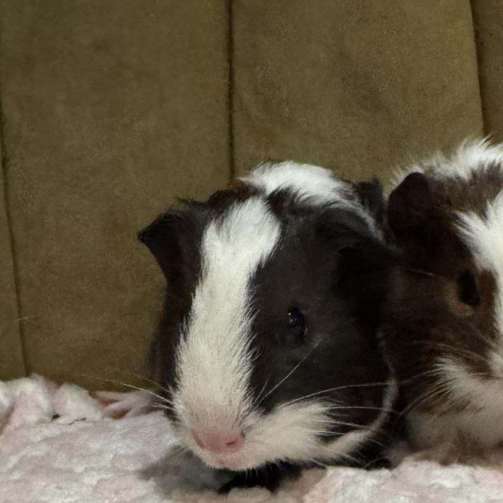Marlin w/Gill, Adoptable, Young Male Guinea Pig.