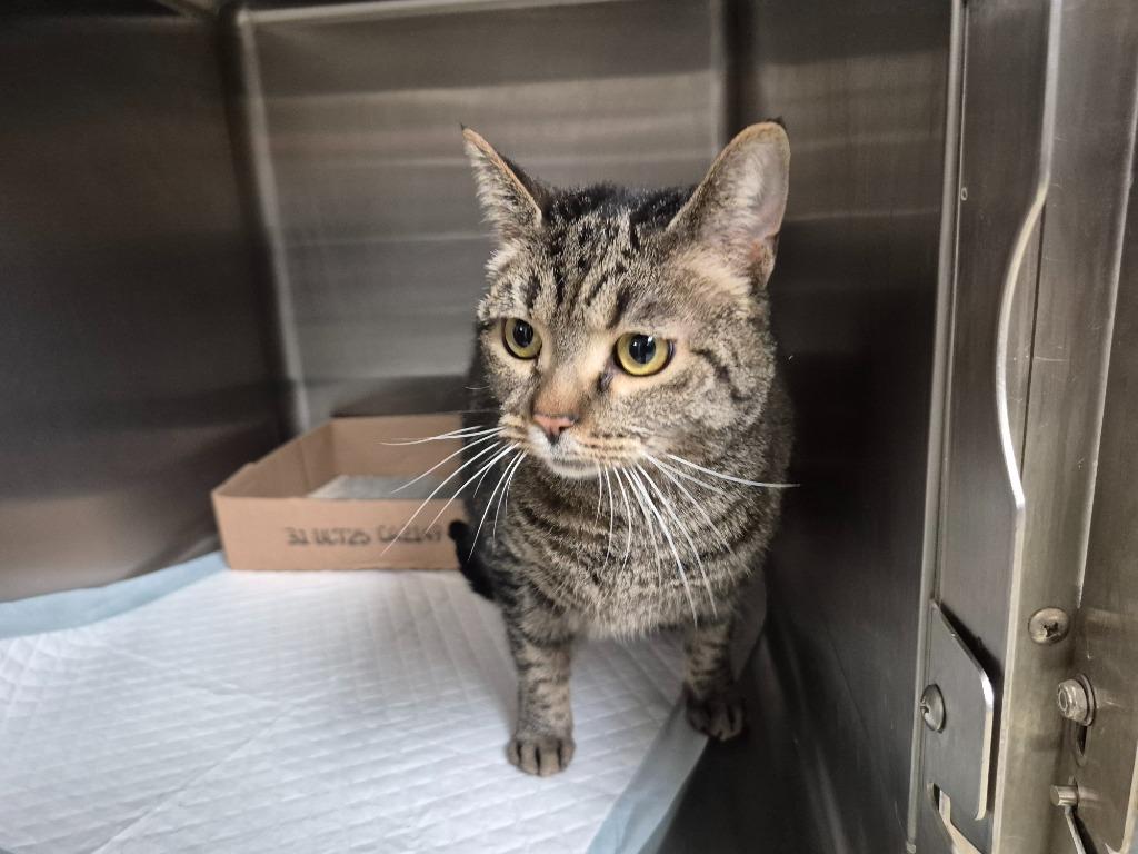 Gracie, Adoptable, Adult Female Domestic Short Hair.