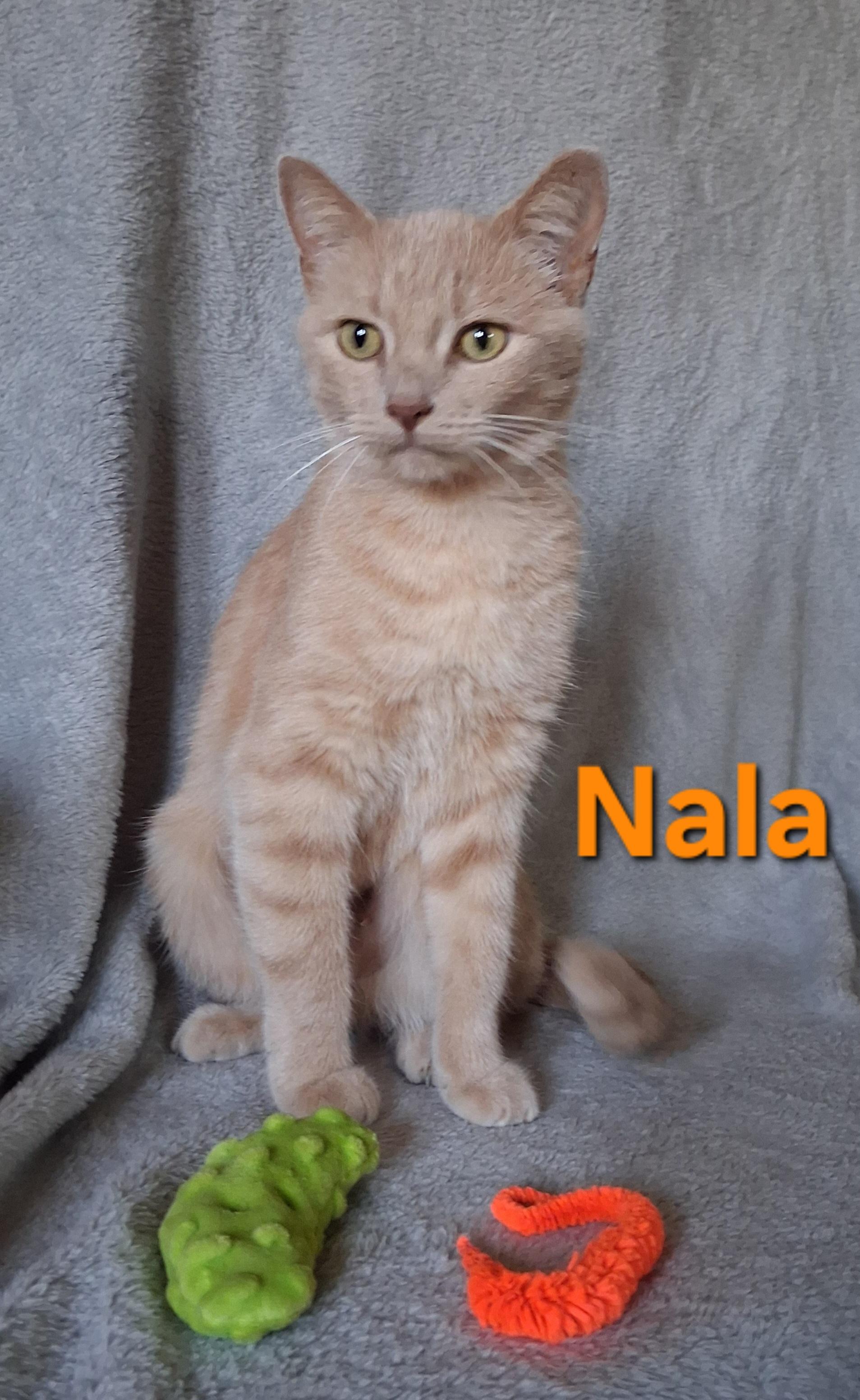 Nala, Adoptable, Adult Female Domestic Short Hair.