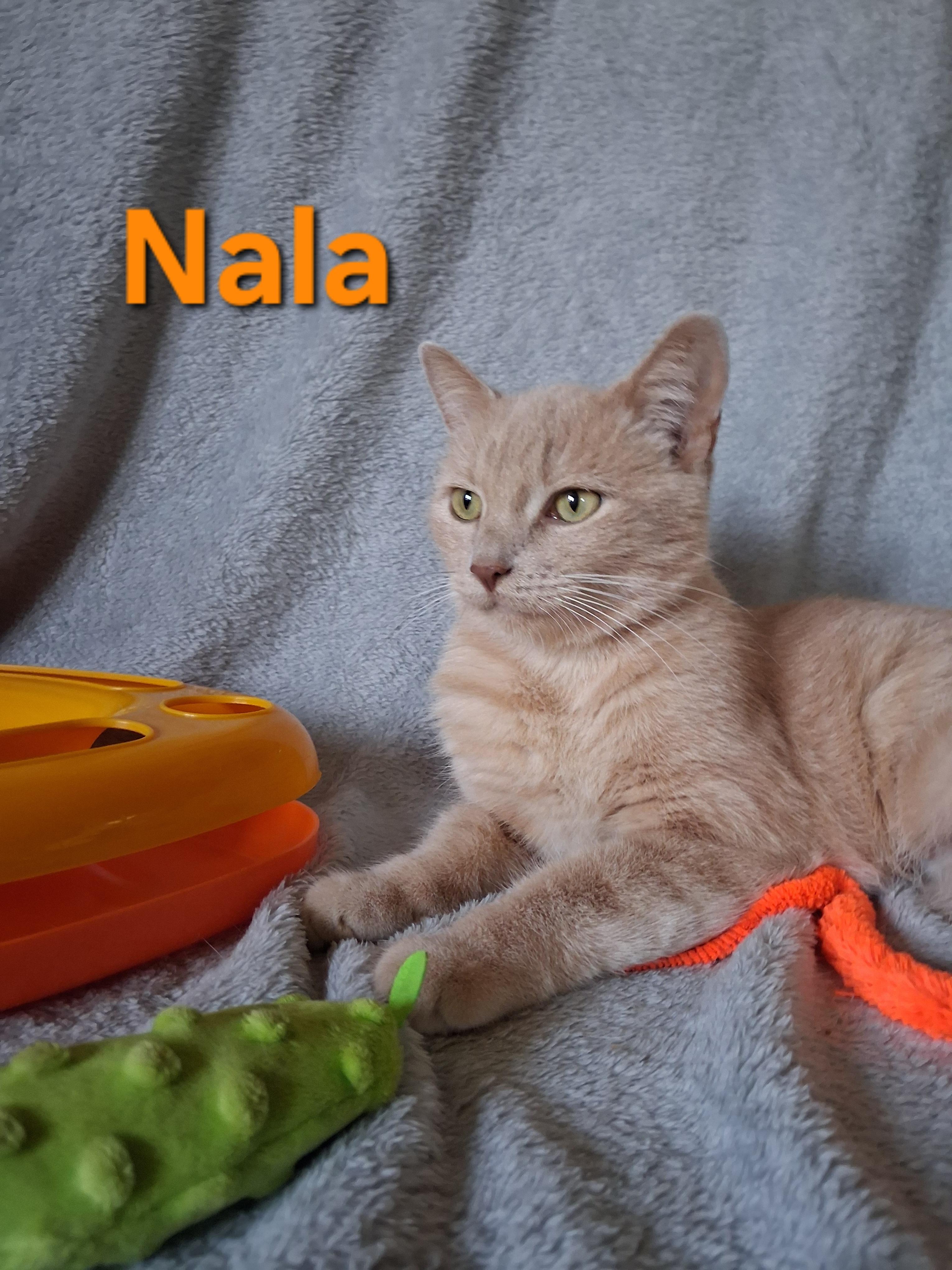 Enlarge Nala, a Adoptable Domestic Short Hair in Peoria, IL image 2/3