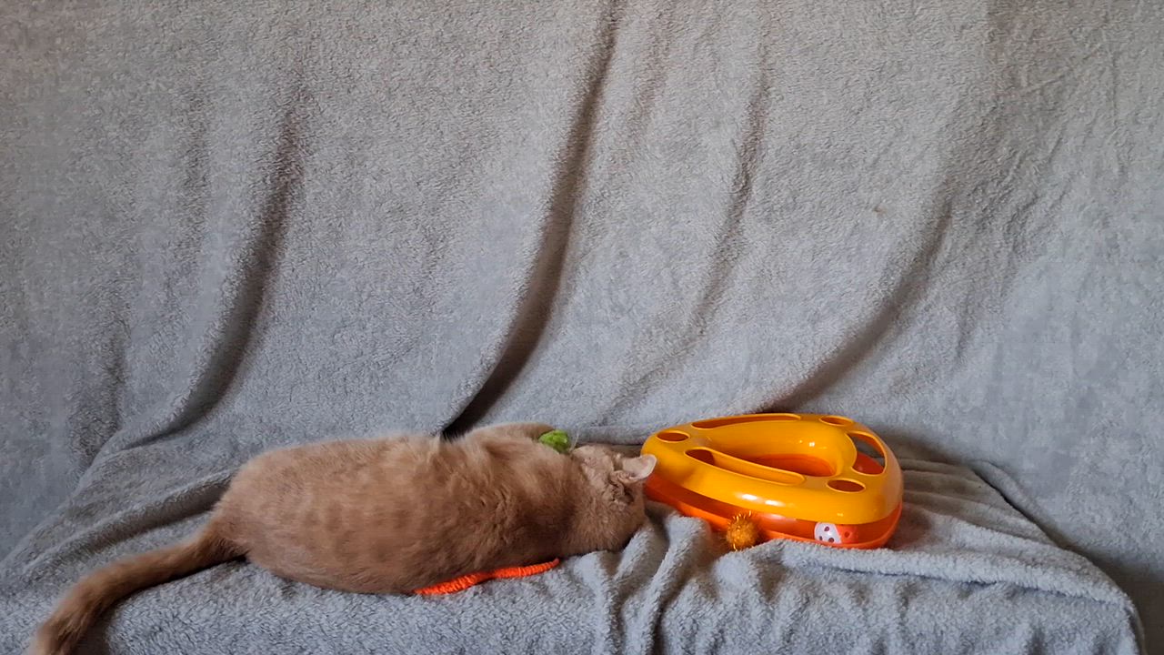 Enlarge Nala, a Adoptable Domestic Short Hair in Peoria, IL video 3/3