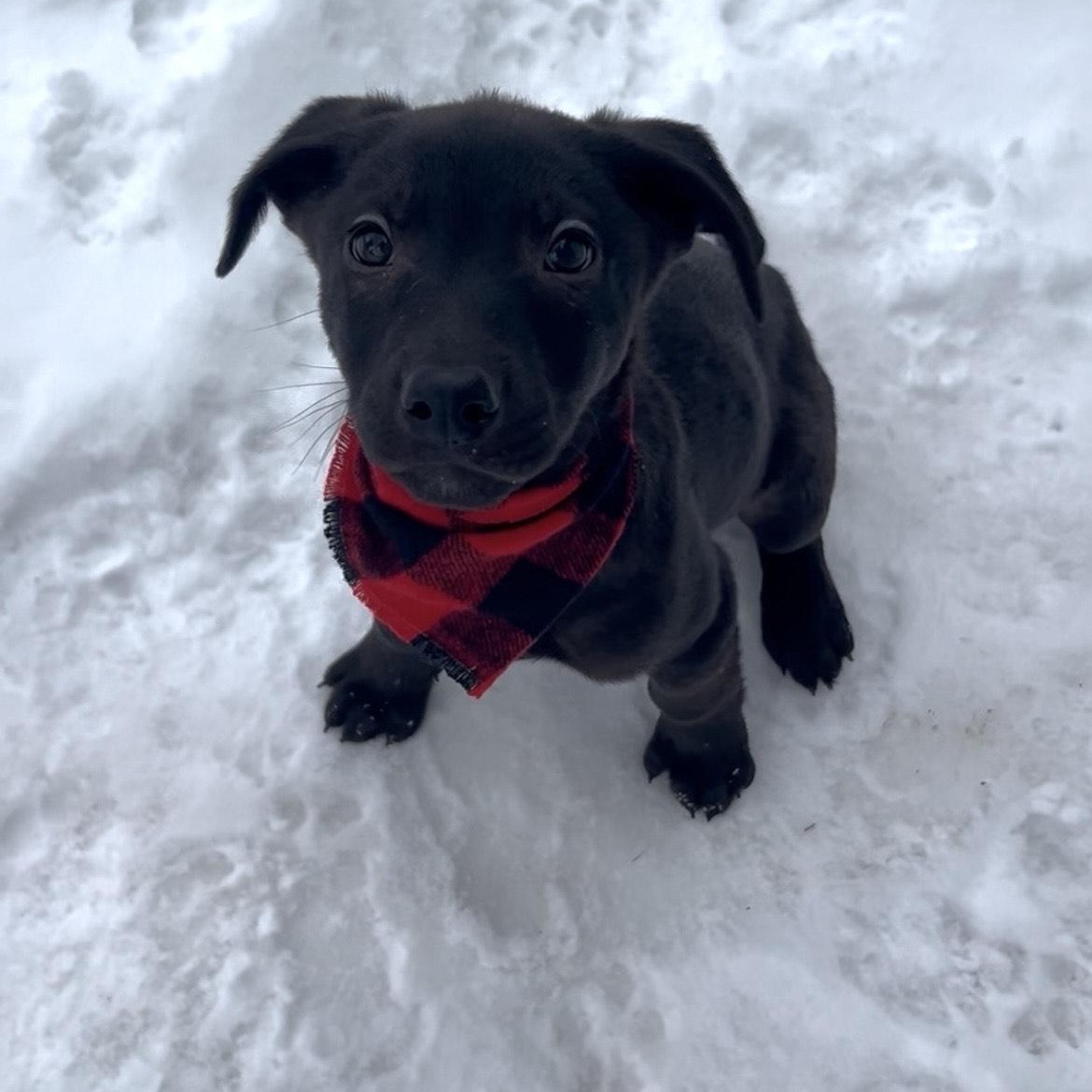 Dopey, a ADOPTABLE Mixed Breed in Saskatoon, SK image 1/5