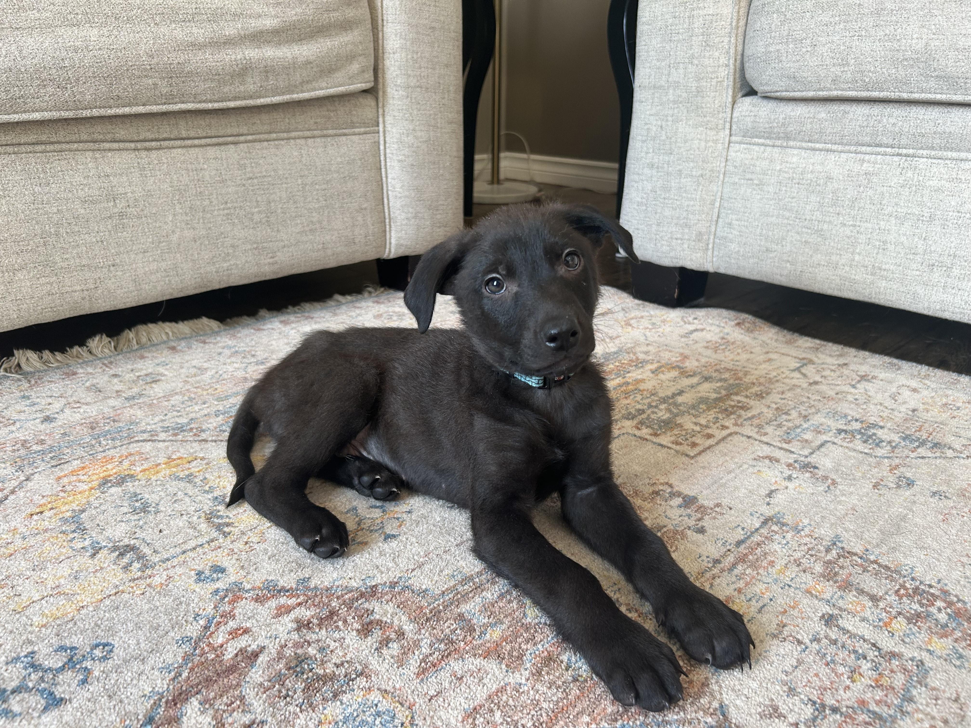 Dopey, a ADOPTABLE Mixed Breed in Saskatoon, SK image 2/5