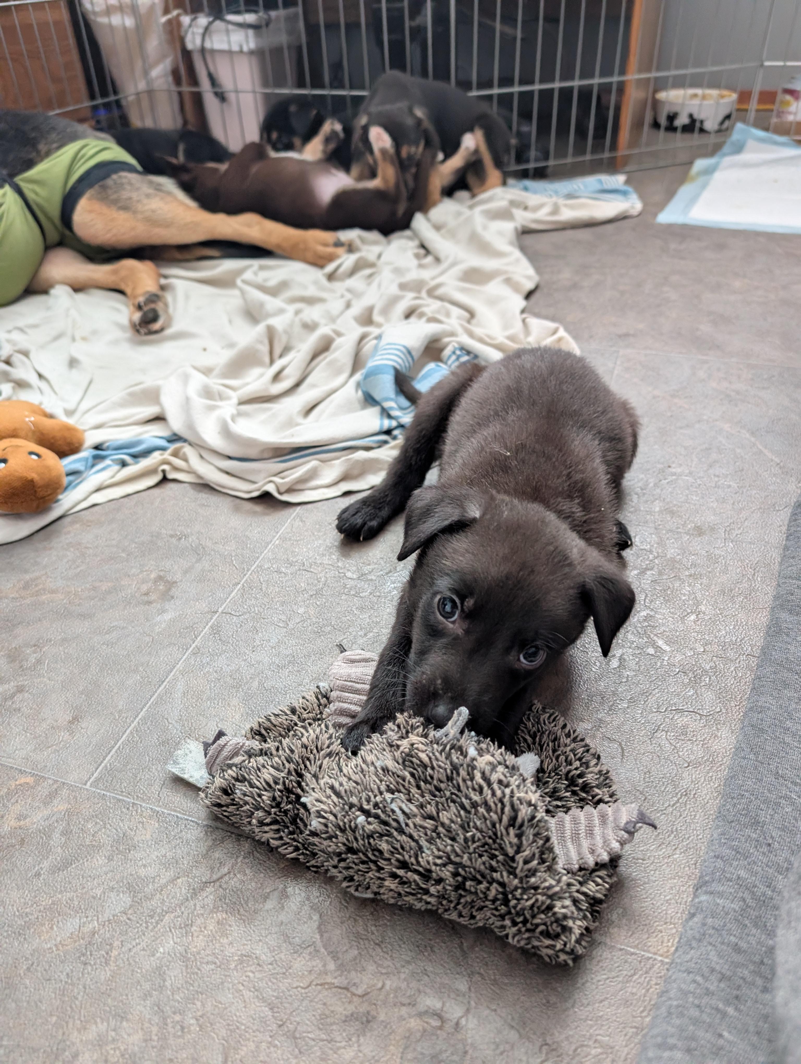 Dopey, a ADOPTABLE Mixed Breed in Saskatoon, SK image 5/5
