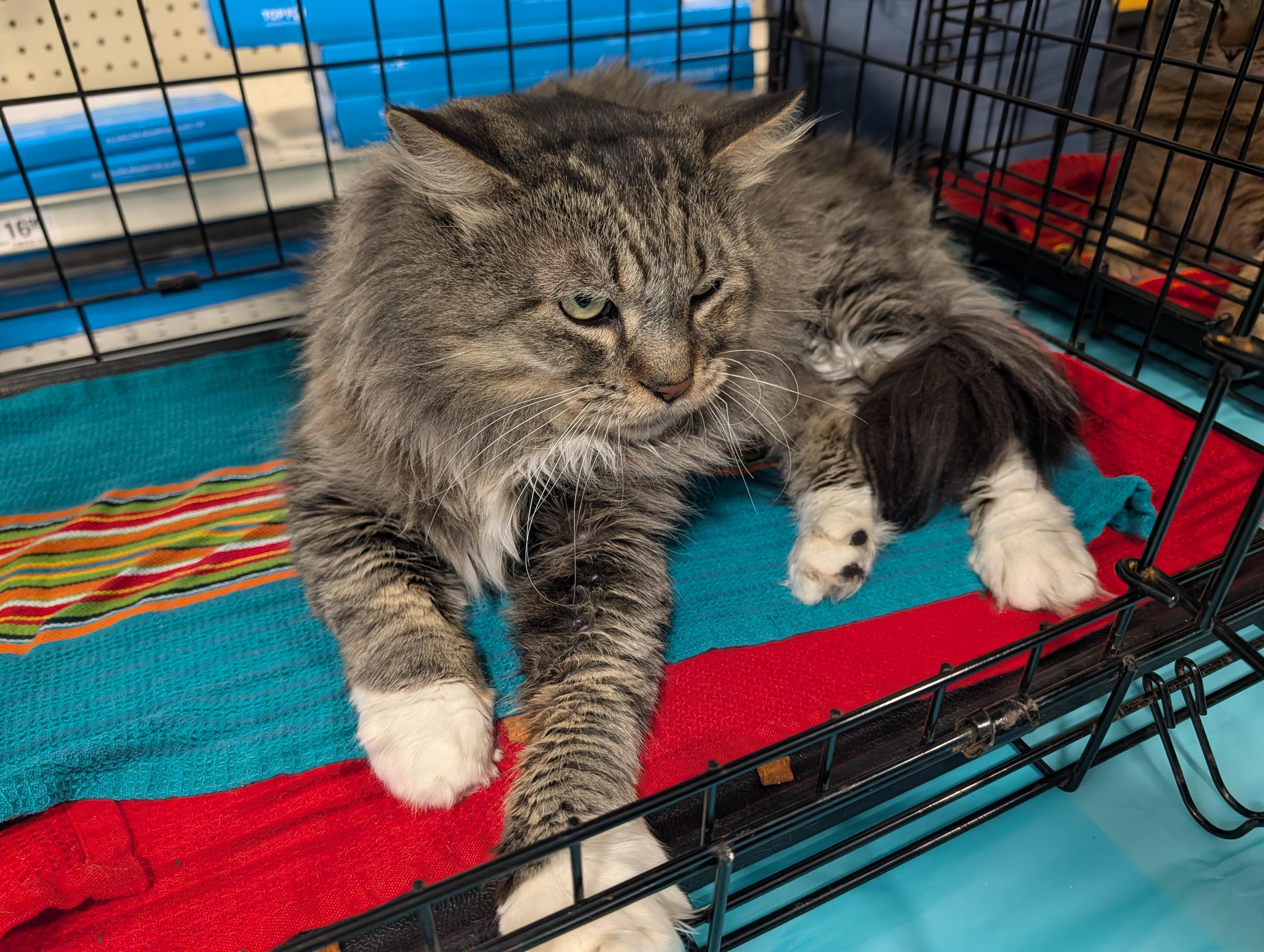 Lotus, ADOPTABLE, Adult Male Domestic Long Hair.