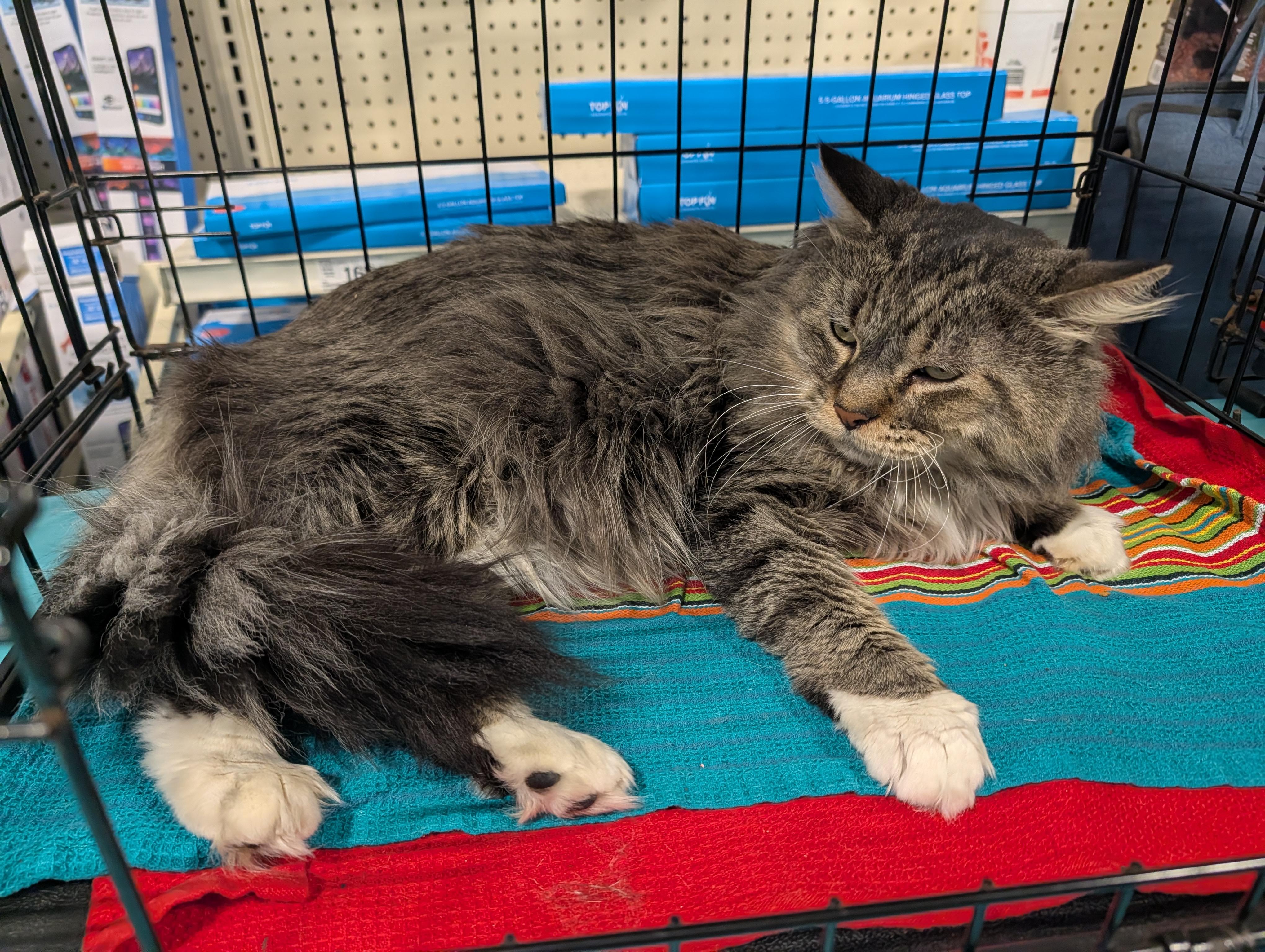 Enlarge Lotus, a ADOPTABLE mixed breed in Fischer, TX image 2/3