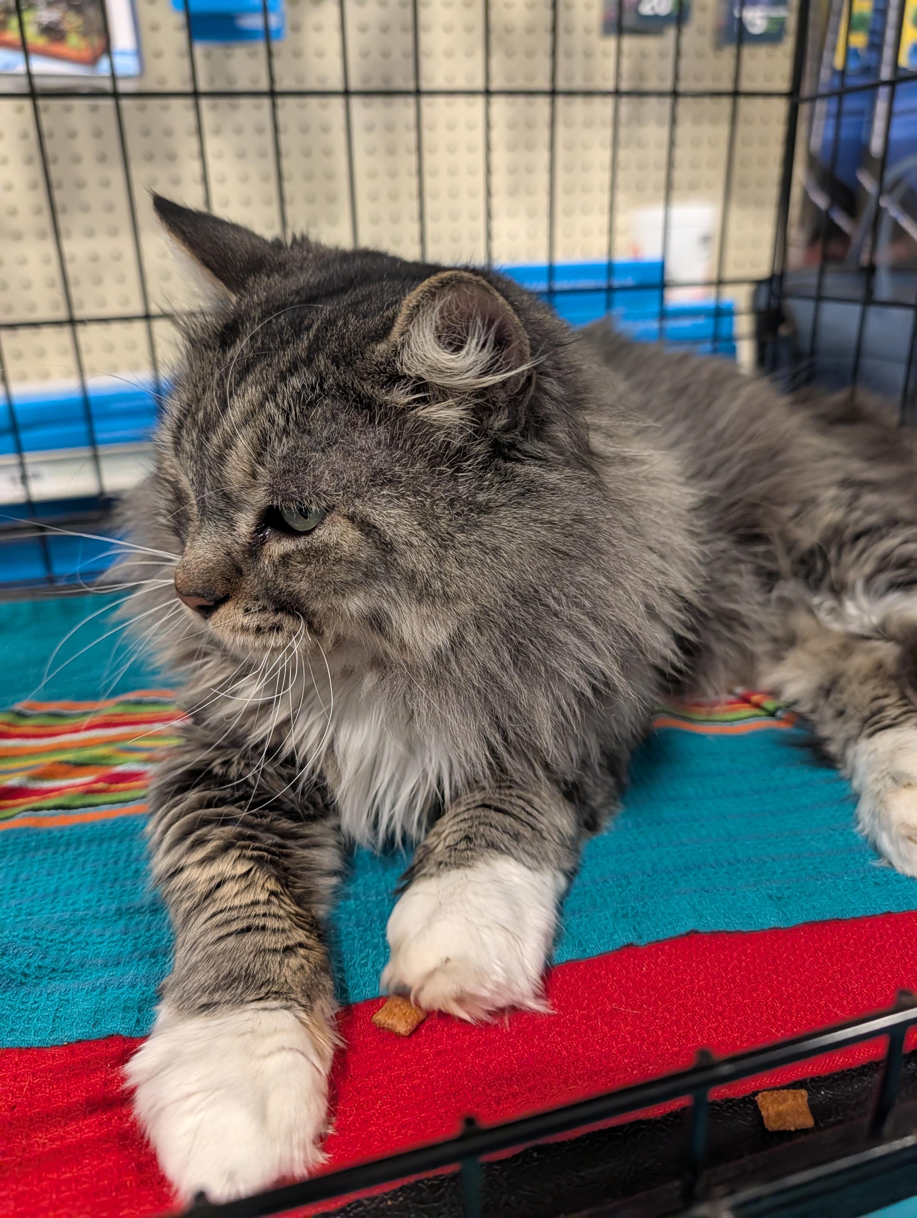 Enlarge Lotus, a ADOPTABLE mixed breed in Fischer, TX image 3/3