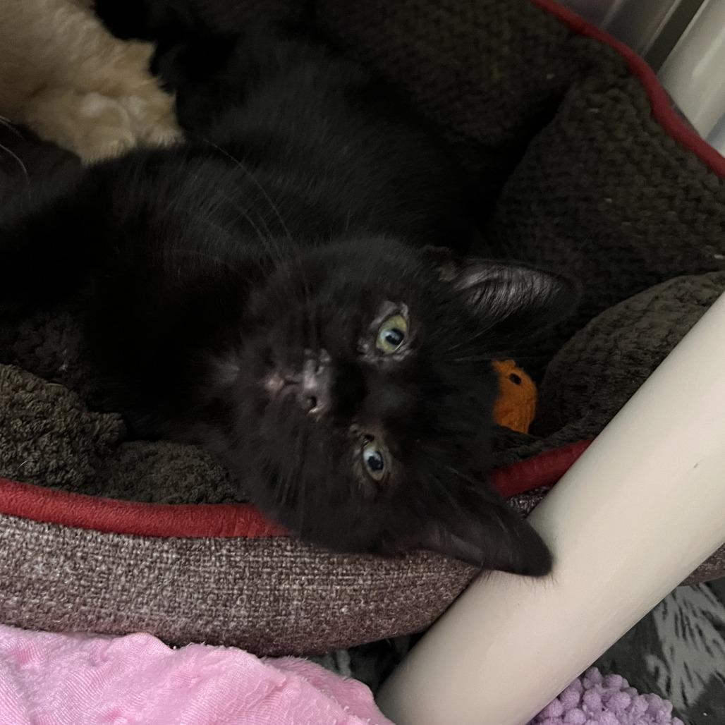 Oracle, Adoptable, Kitten Male Domestic Short Hair.