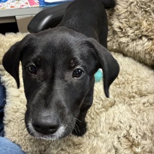Spike, ADOPTABLE, Puppy Male Black Labrador Retriever.