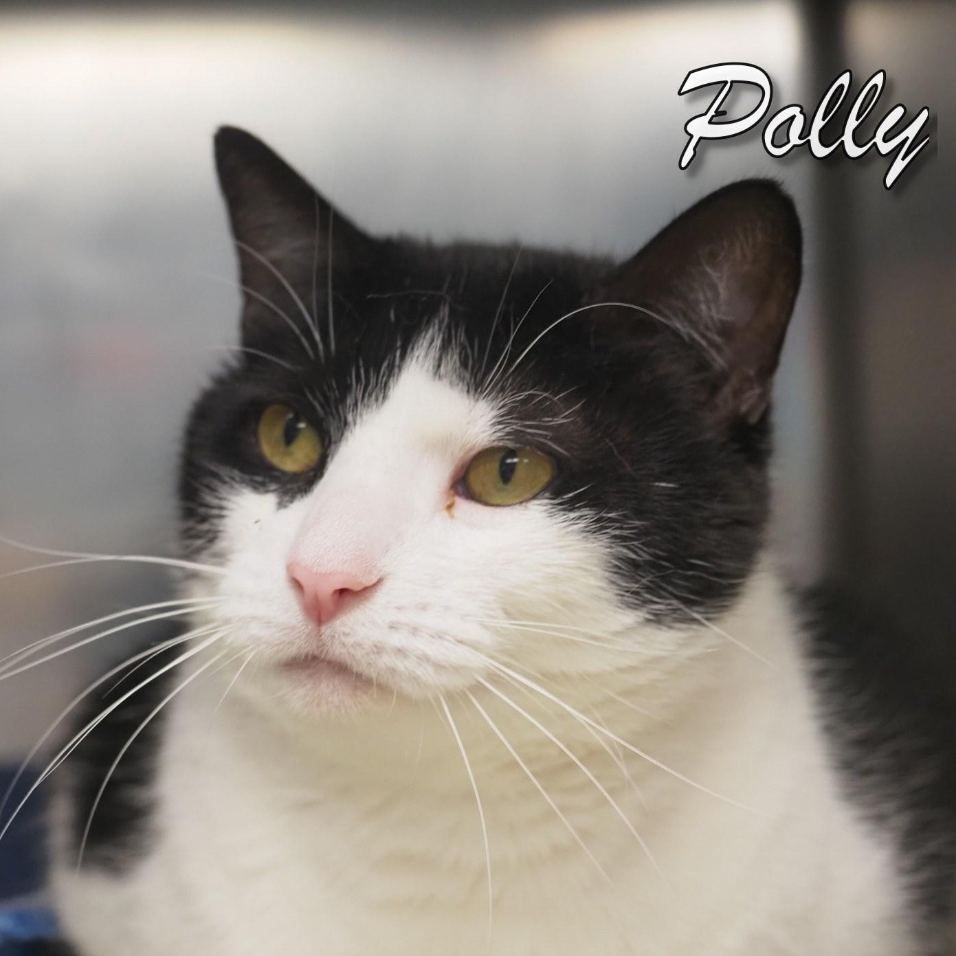 Polly, an adopted Extra-Toes Cat / Hemingway Polydactyl in Cape May Court House, NJ image 4/4
