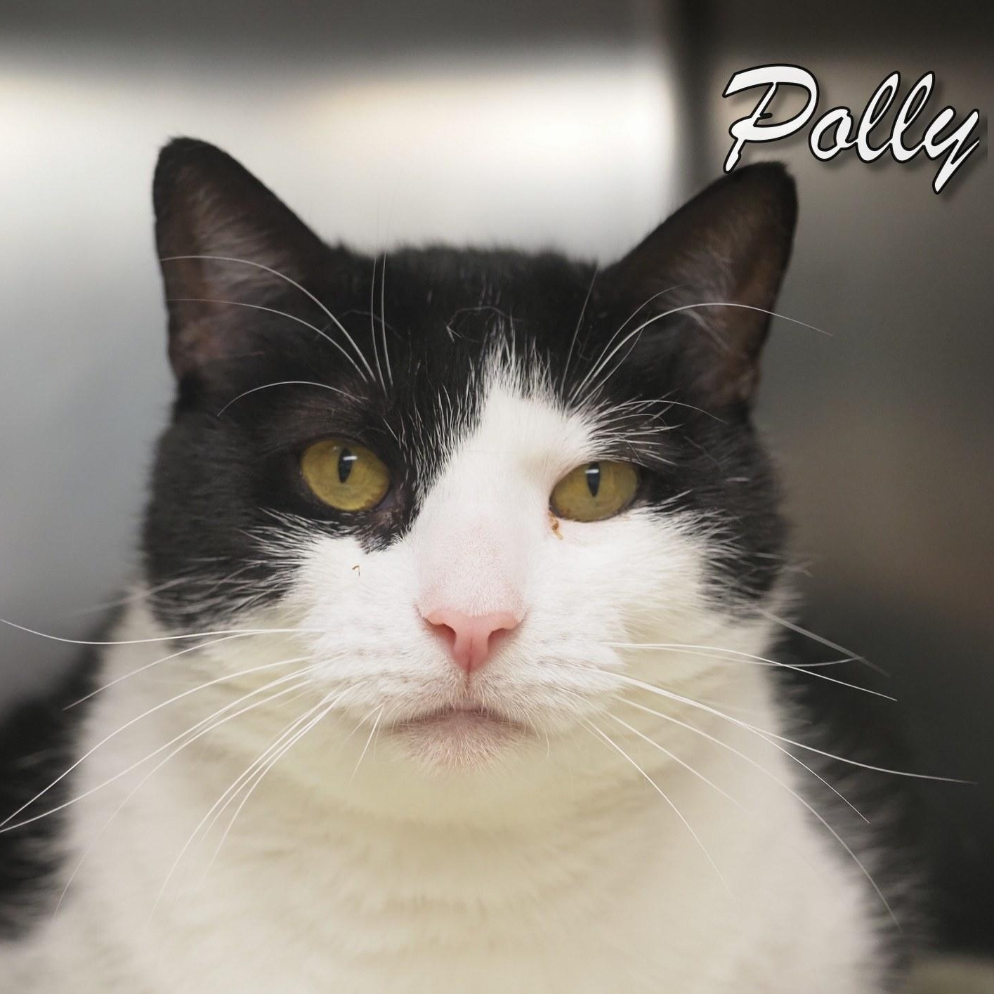 Polly, an adopted Extra-Toes Cat / Hemingway Polydactyl in Cape May Court House, NJ image 3/4